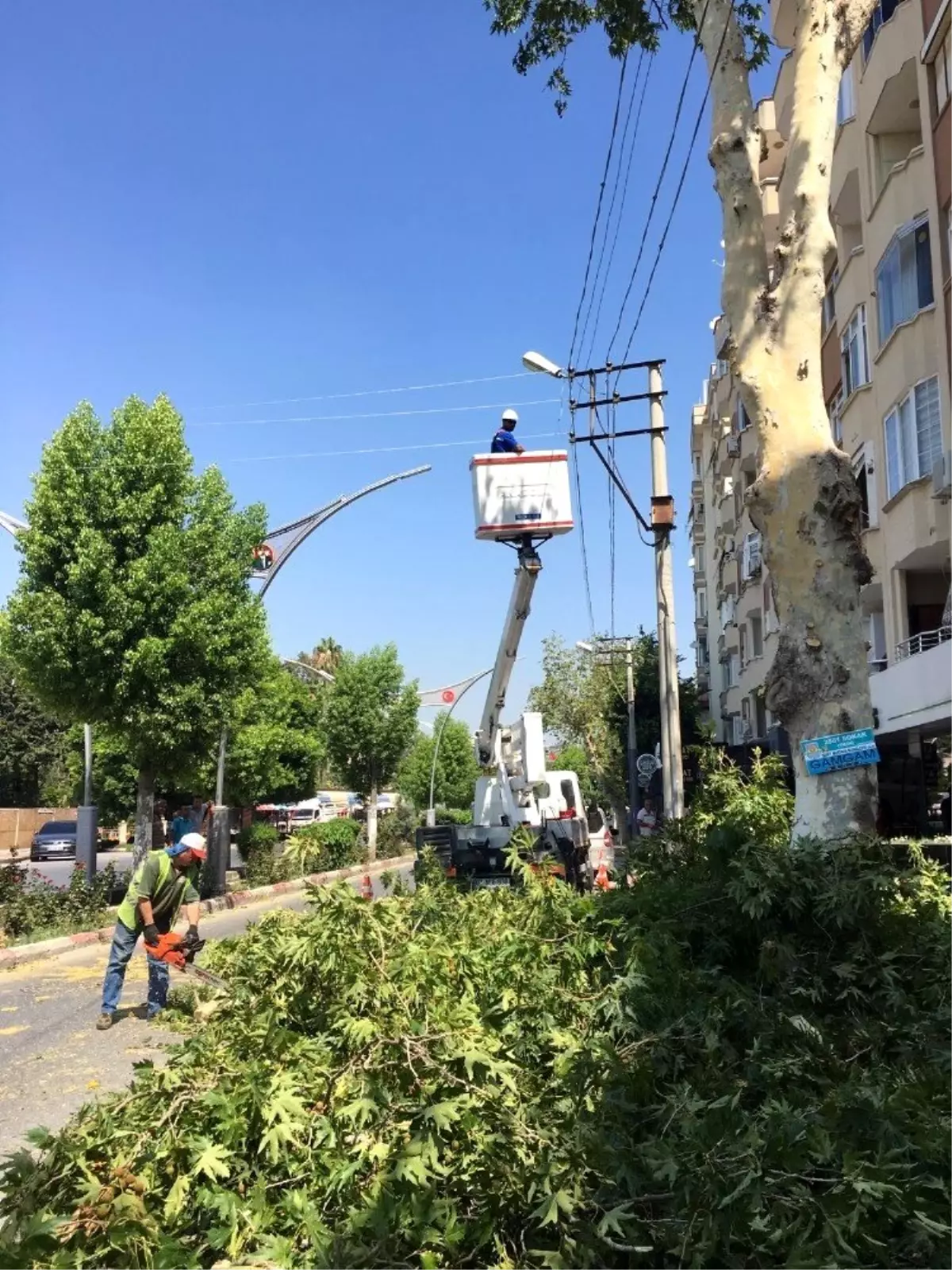 Mersin\'de elektrik kesintisine karşı ağaçlar budanıyor