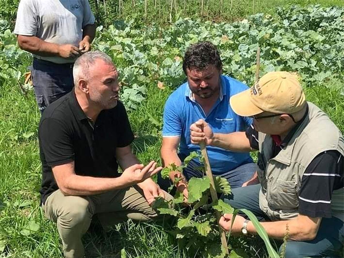 Ordu\'da eksi 40 derecede fındık üretilebiliyor