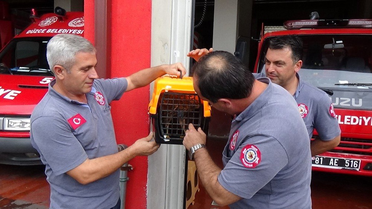 (Özel) Düzce\'de bir kümese girerek 2 tavuk yiyen atmaca rehavetine yenik düştü