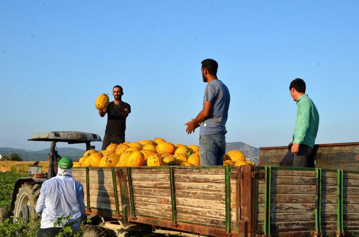(Özel) Kırkağaç kavununda ilk hasat yapıldı