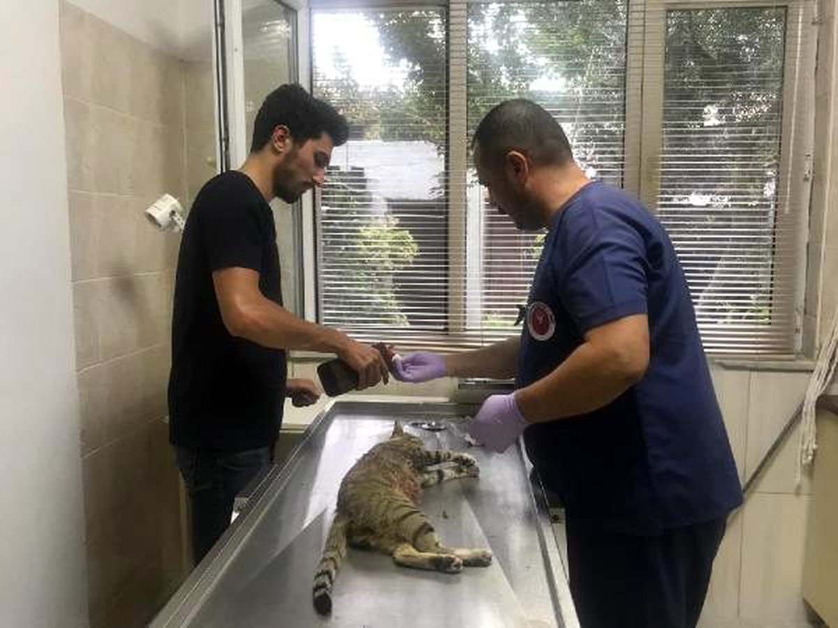 Pitbull\'un saldırdığı gebe kedi öldü, sahibine 7 bin TL ceza