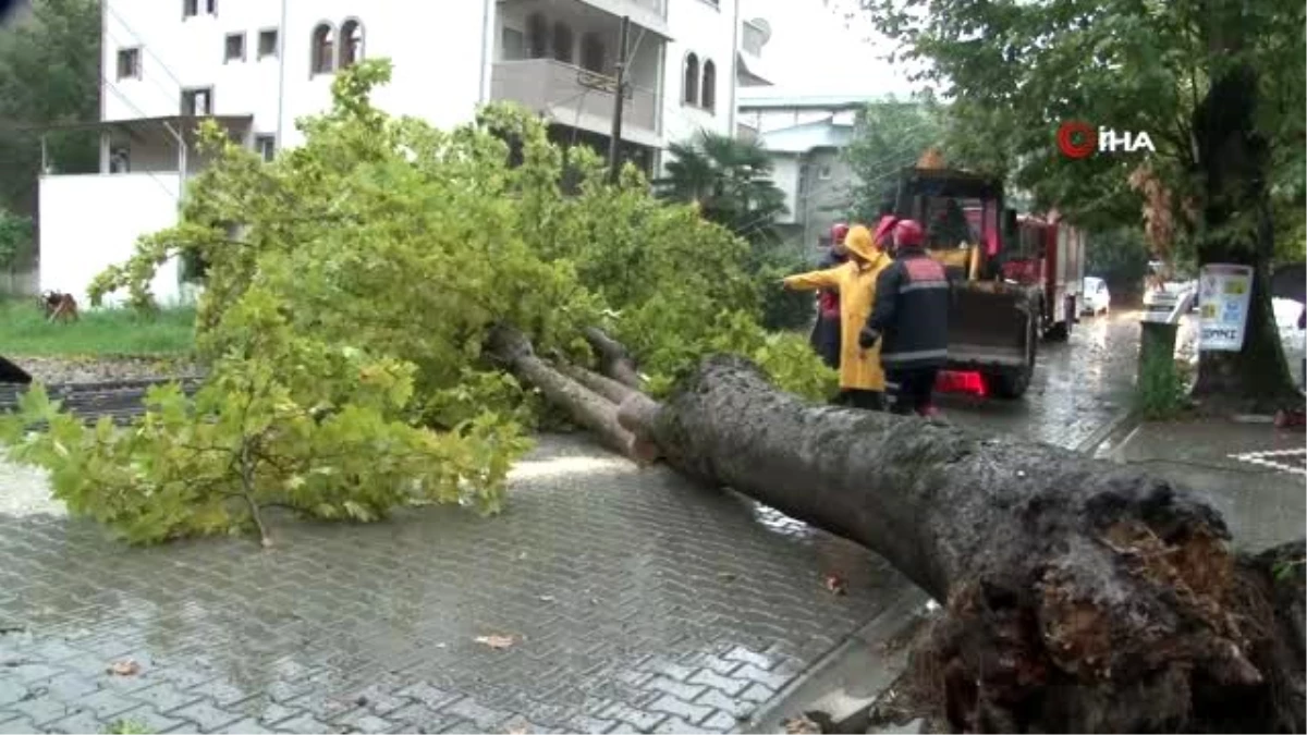 Sakarya\'da yağmurun şiddetiyle aracın üzerine ağaç devrildi