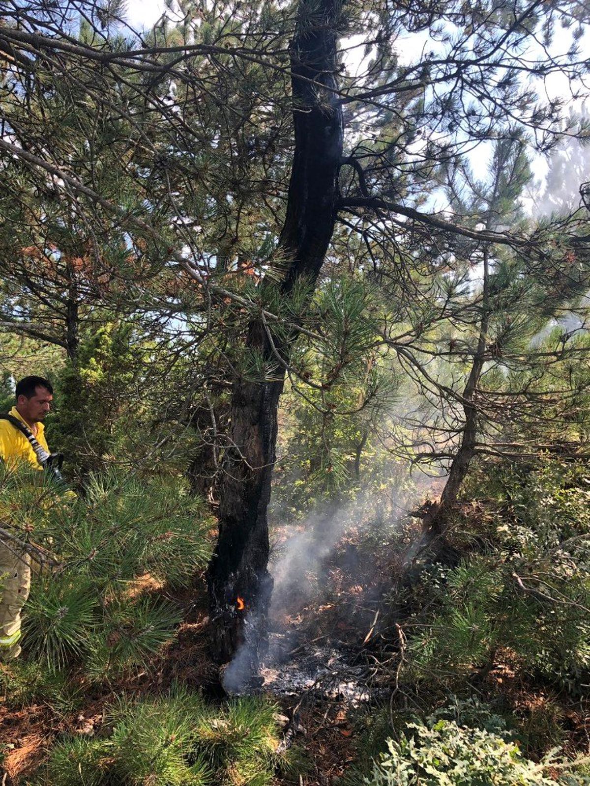 Yıldırım ormanı kül etti