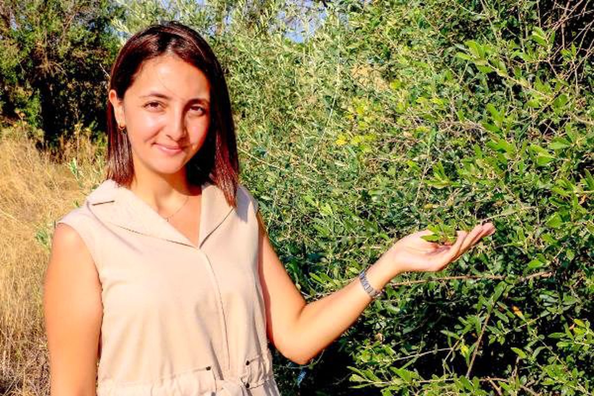 Zeytinde bilinçsiz kostik kullanımı sağlığa zararlı