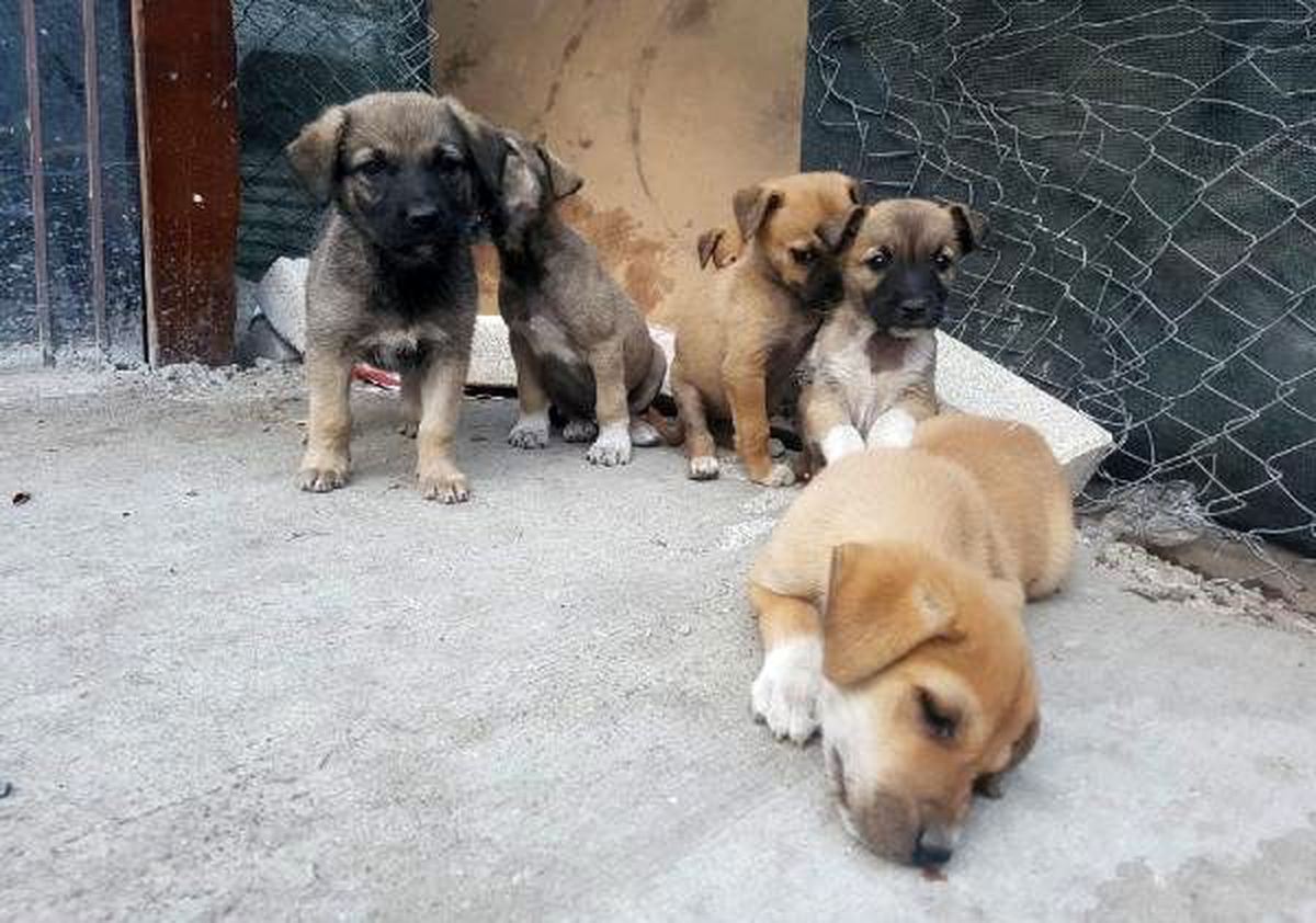 Ankara\'da zehirlenen 3 köpek öldü