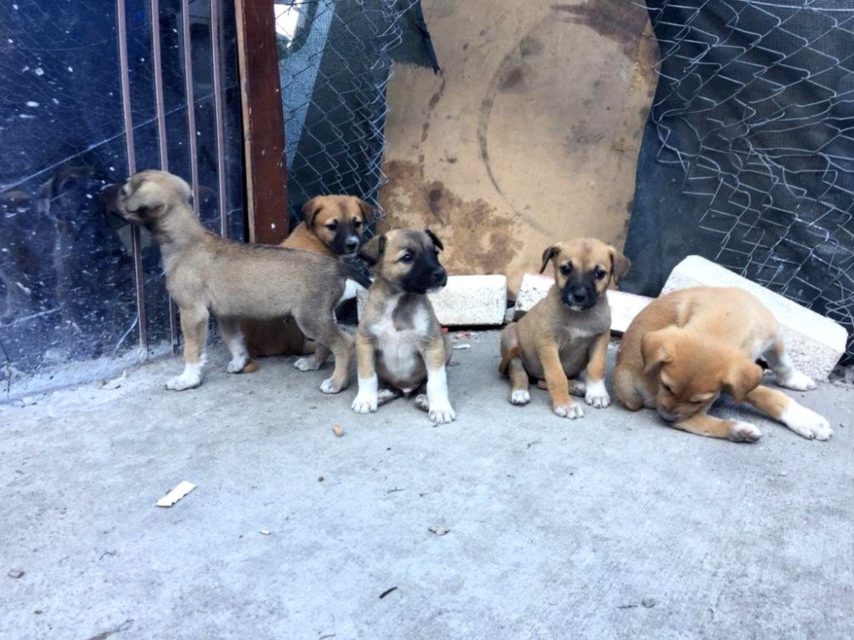 Başkent\'te zehirlenen 3 köpek telef oldu