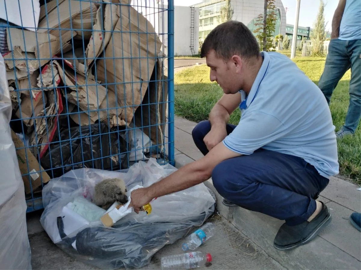 Bitkin düşen köpeği elleriyle besledi