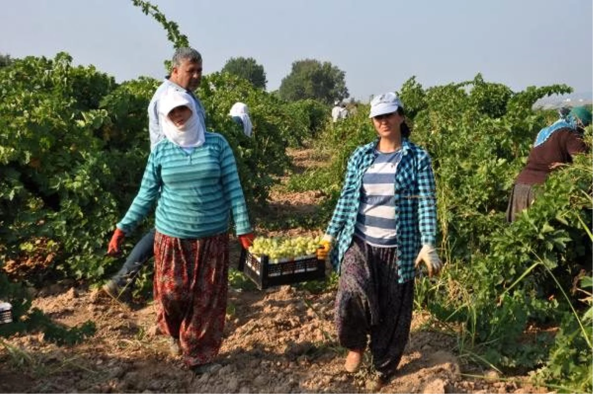 Gaziantep\'te sofralık üzüm hasadı başladı