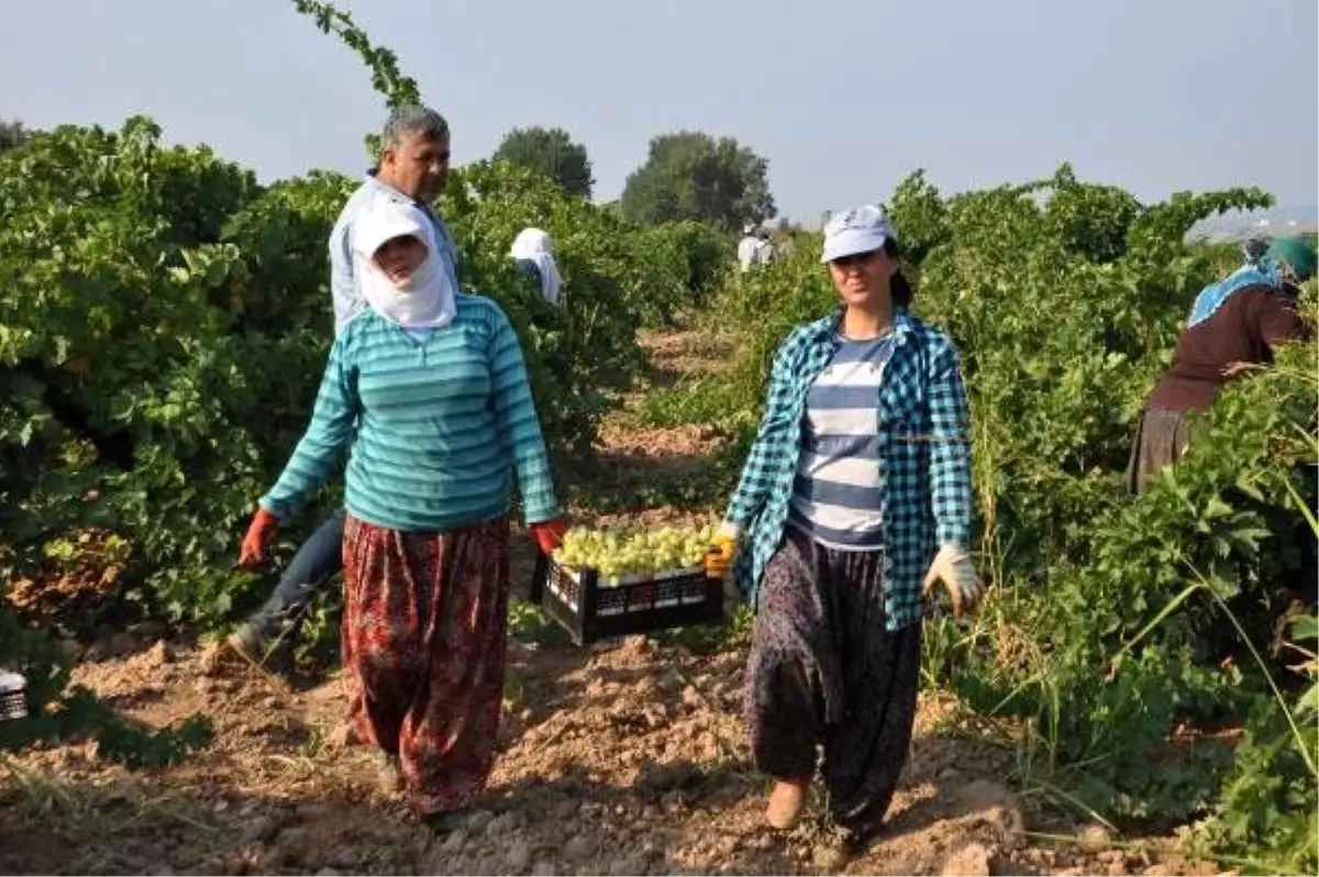 Gaziantep\'te sofralık üzüm hasadı başladı