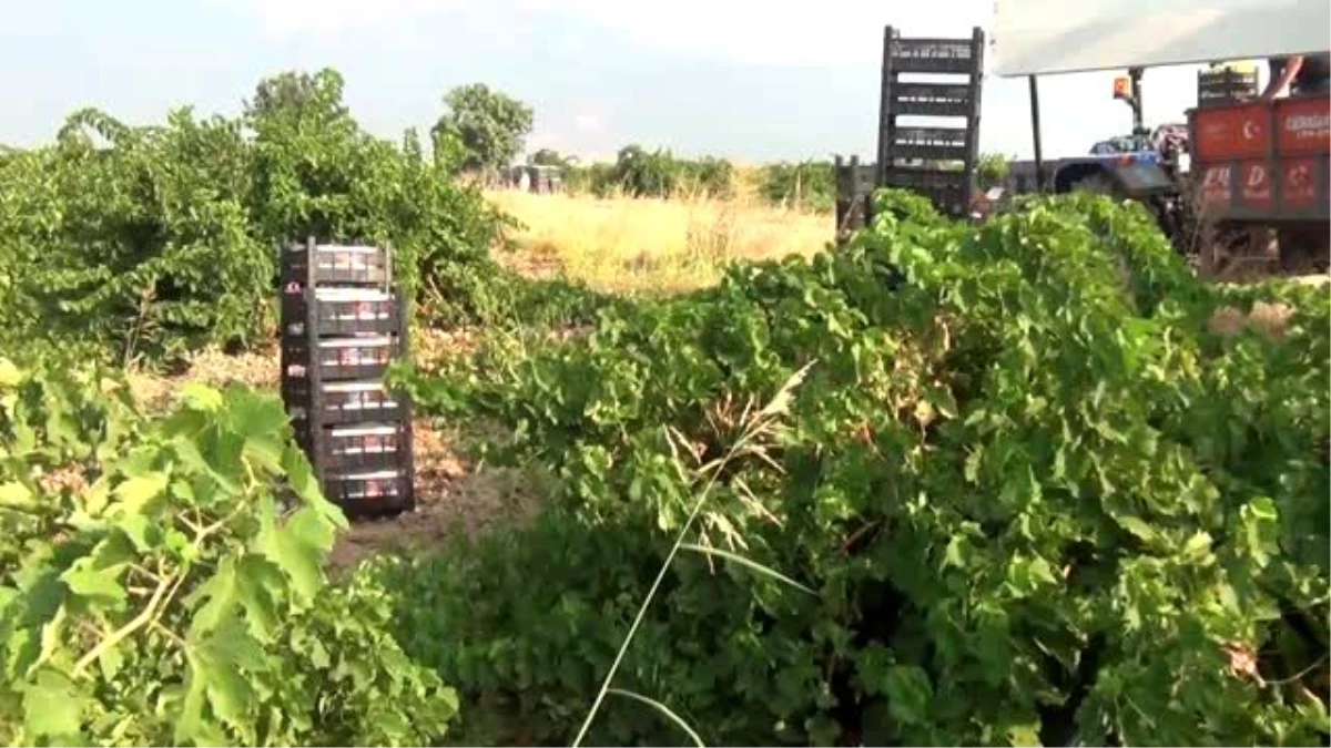 İslahiye Ovası\'nda üzüm hasadı - GAZİANTEP