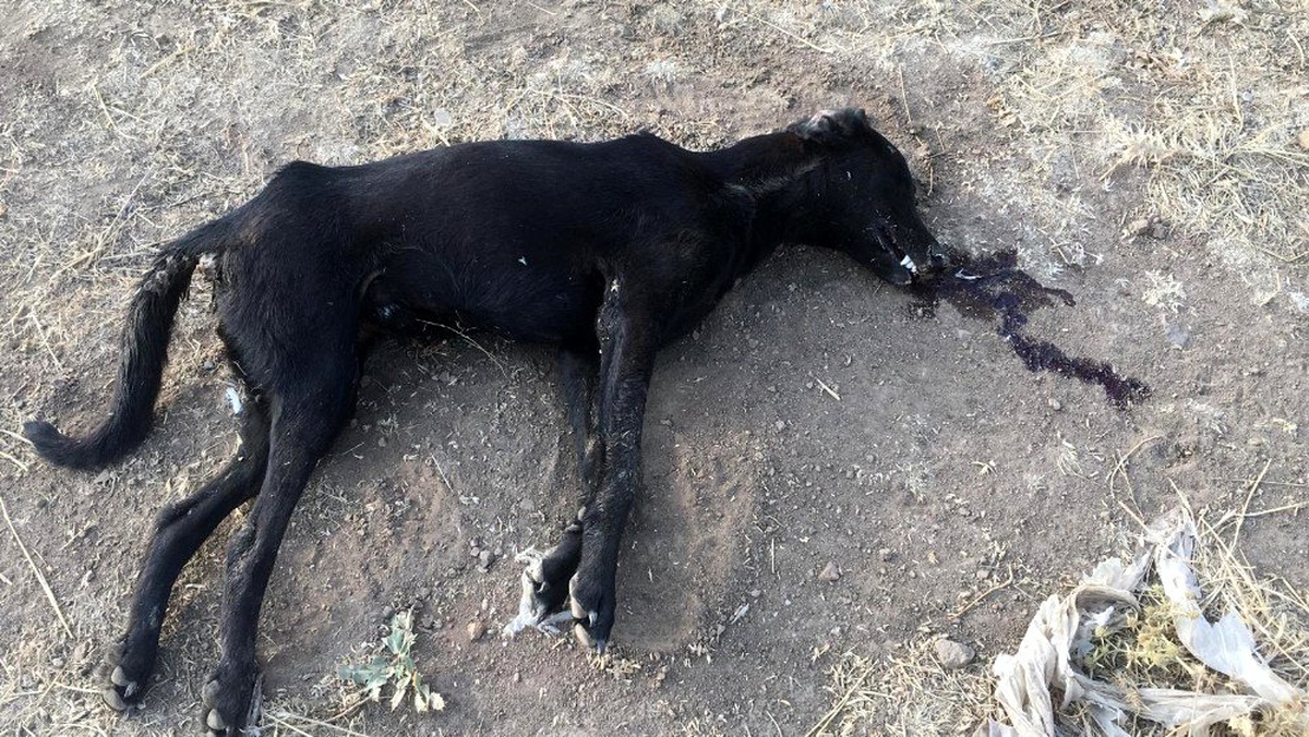 İzmir\'de zehirlenen 7 köpek telef oldu