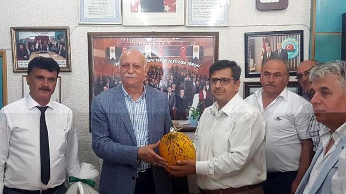 Kırkağaç\'ta kavun hasadı başladı