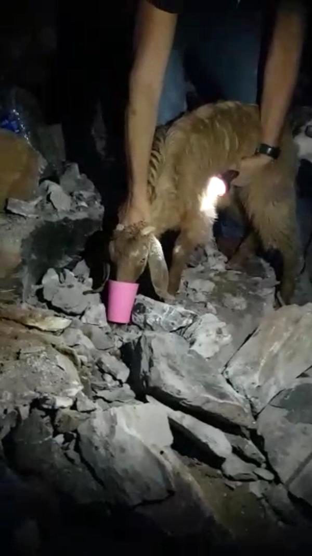 Mağarada 3 gün mahsur kalan oğlak kurtarıldı