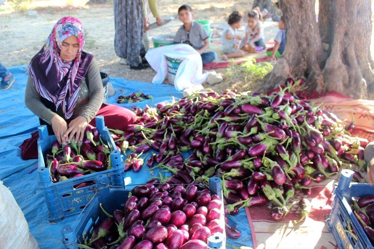 Patlıcan tarlada 25 kuruş