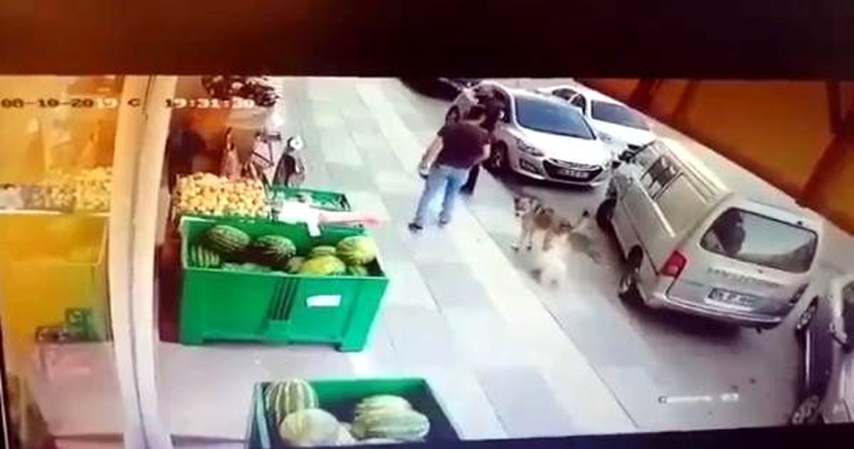 Süs köpeğiyle dalaşan sokak köpeğine tekme attı