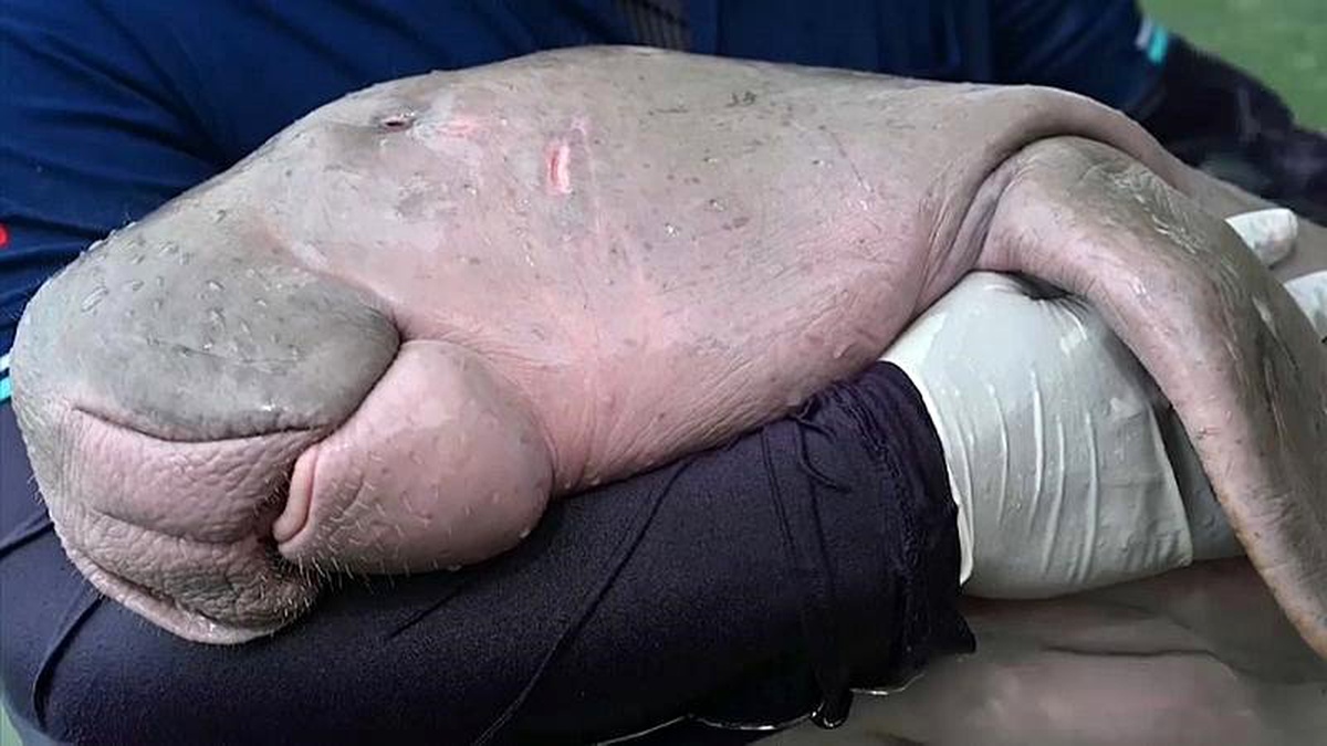 Taylandlıların sevgilisi \'yetim\' dugong midesini tıkayan plastik atıklar nedeniyle hayatını kaybetti