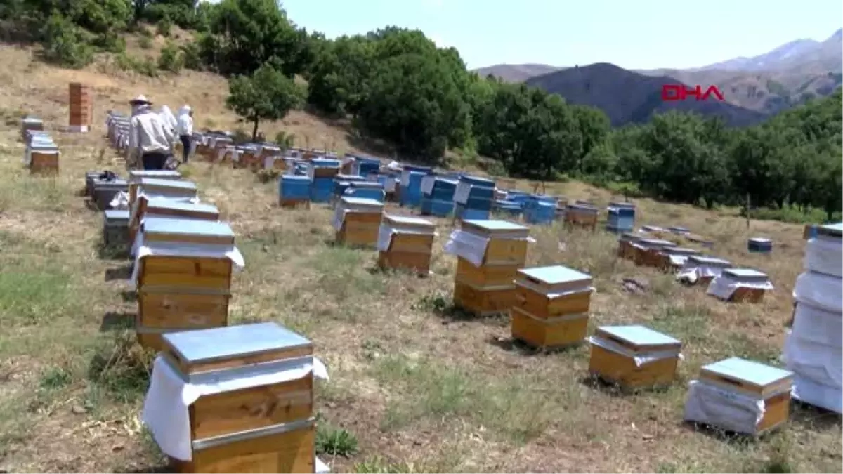 Tunceli\'de doğal kır balının sağımı başladı -1