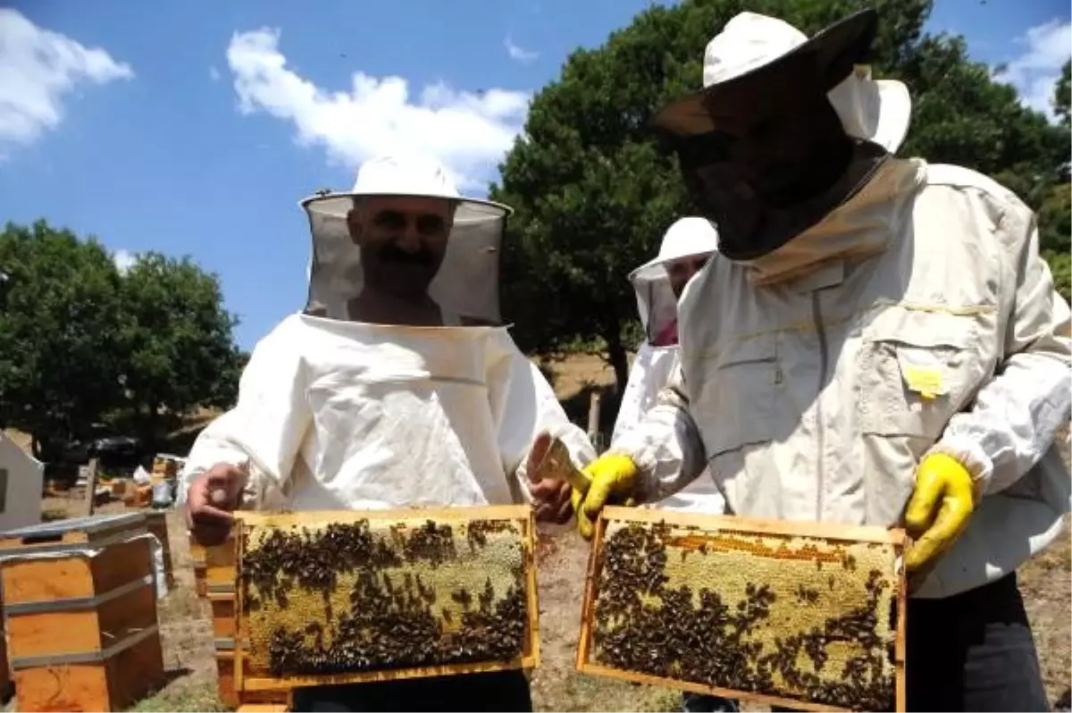 Tunceli\'de doğal kır balının sağımı başladı