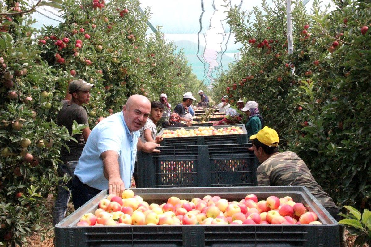 Türkiye\'nin elma deposu Karaman\'da erkenci elma hasadı başladı