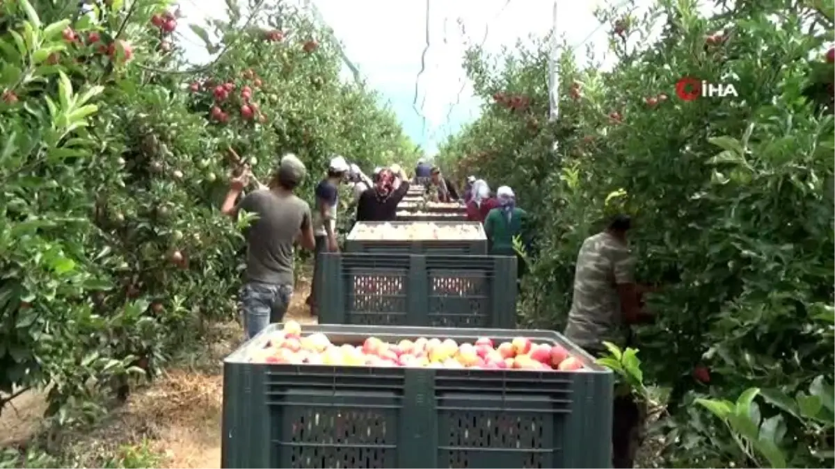 Türkiye\'nin elma deposu Karaman\'da erkenci elma hasadı başladı