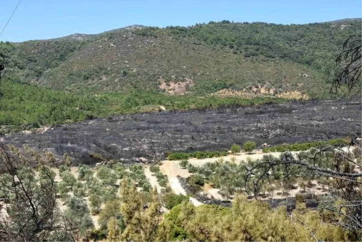 Bakan Pakdemirli, İzmir\'deki orman yangını bölgesini havadan inceledi (3)