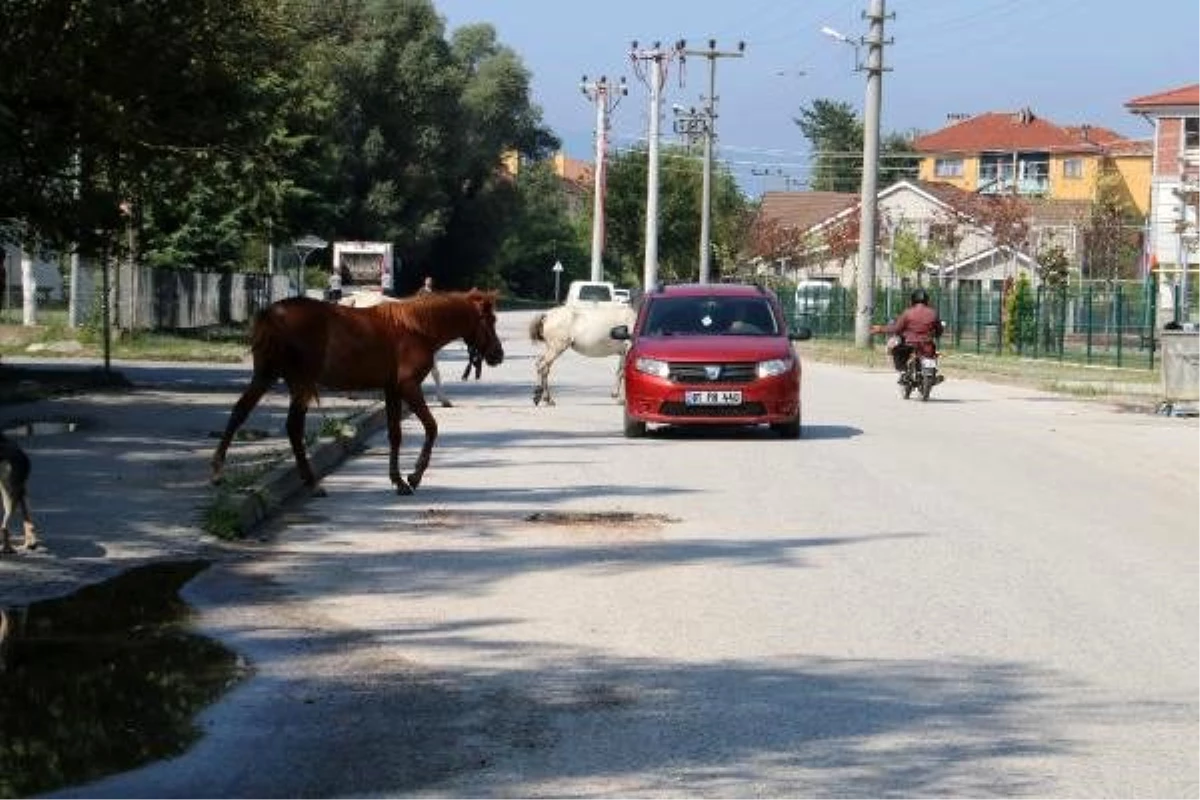 Başıboş atlar mahalle sakinlerini tedirgin ediyor