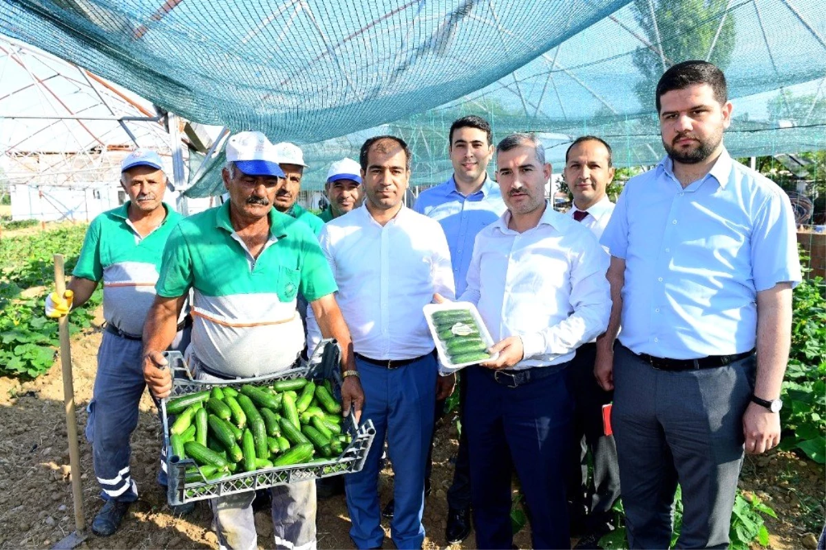 Çiftçilere 100 bine yakın sebze fidesi dağıtılacak