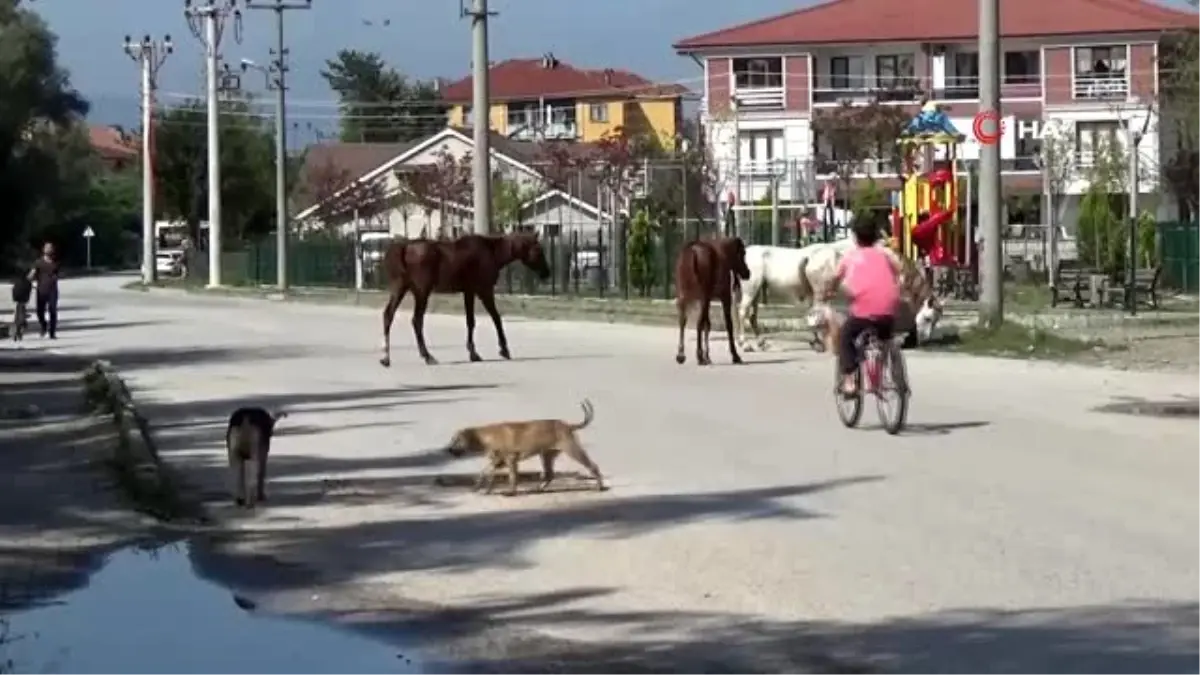 Düzce\'de başıboş dolaşan atlar vatandaşları tedirgin ediyor