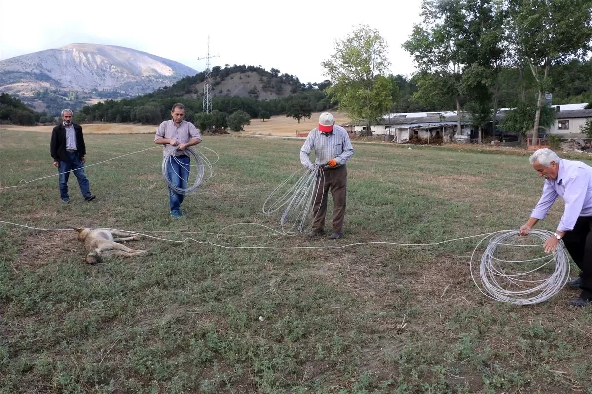 Elektrik akımına kapılan kurt telef oldu