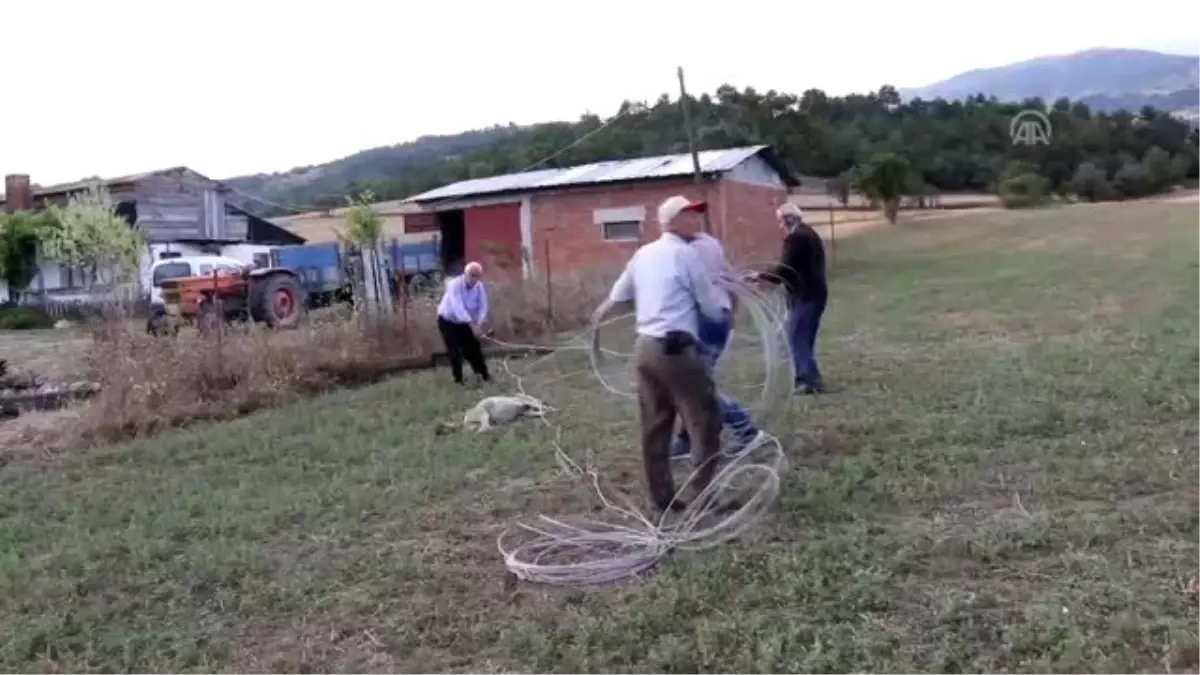 Elektrik akımına kapılan kurt telef oldu