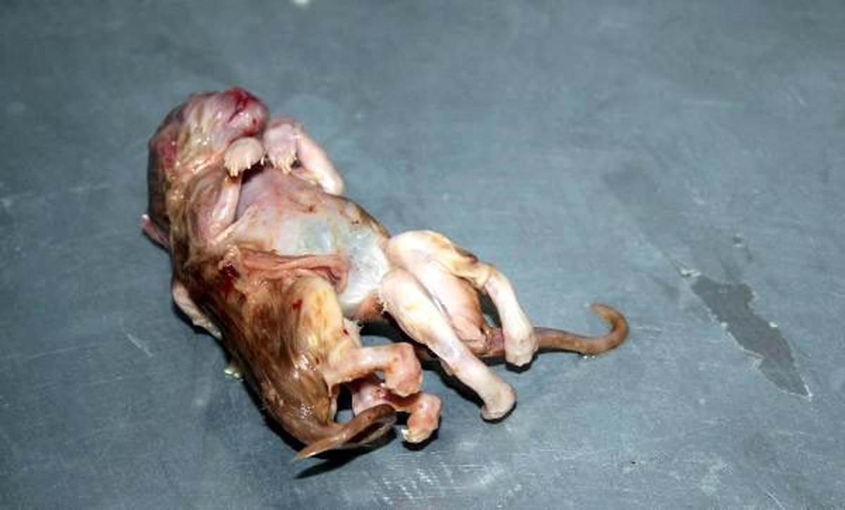 Karaman\'da 6 ayaklı kedi yavrusu ölü doğdu