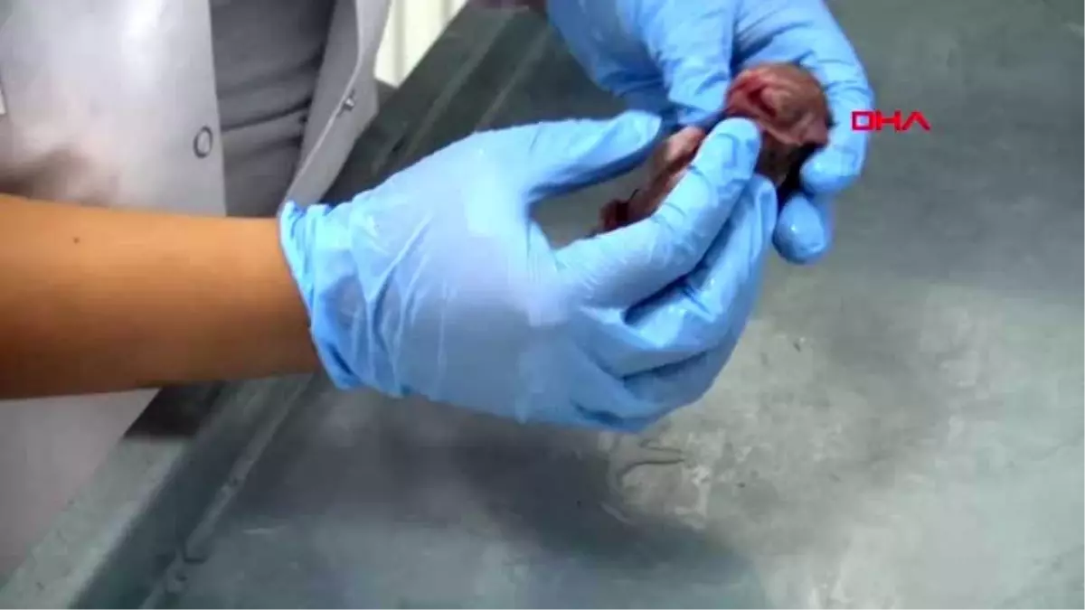 KARAMAN\'DA 6 AYAKLI KEDİ YAVRUSU ÖLÜ DOĞDU