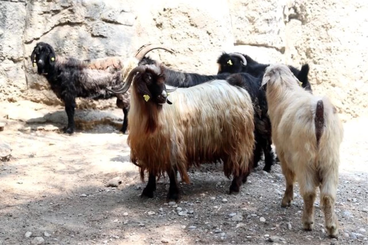 Kayıp keçileri jandarma buldu