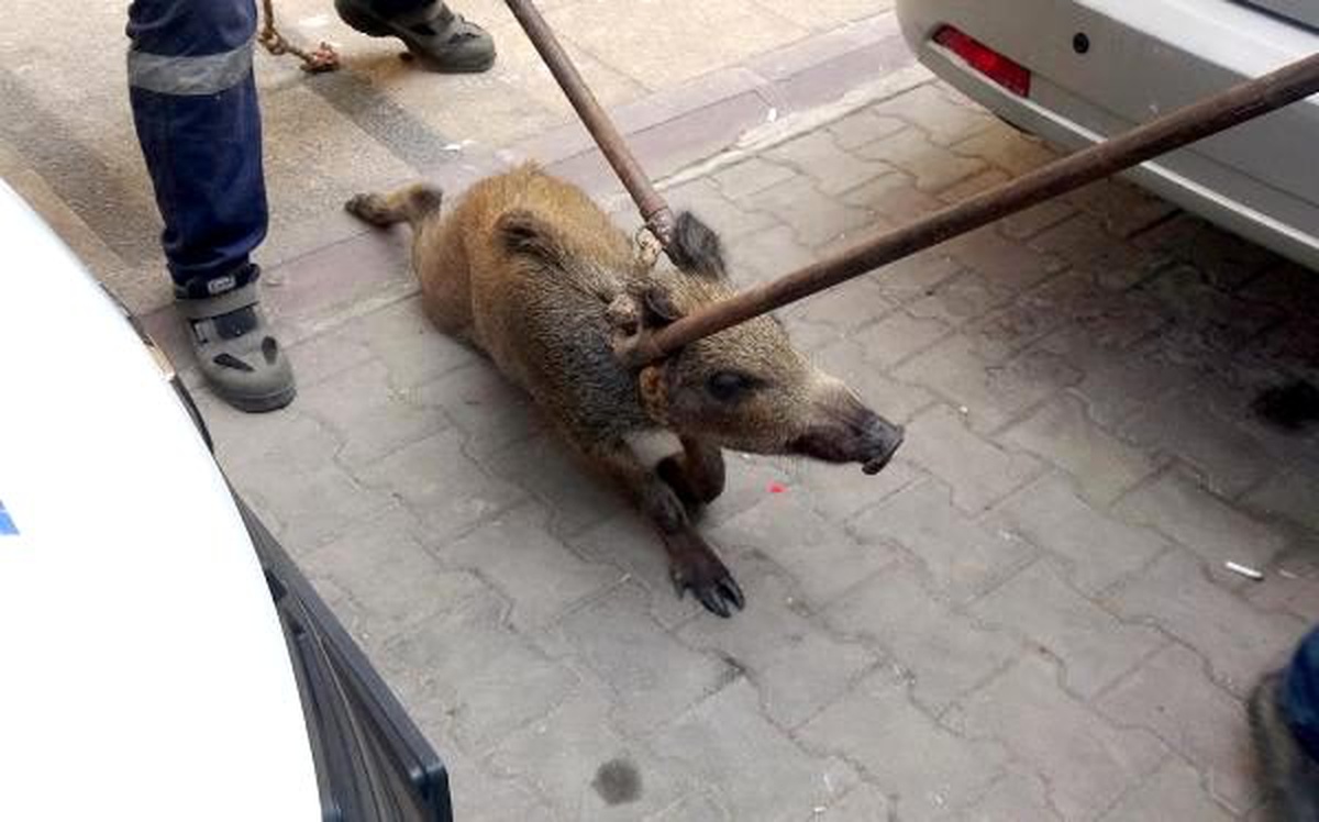Lokanta çalışanının getirdiği yaban domuzu, apartmanda yaralı bulundu