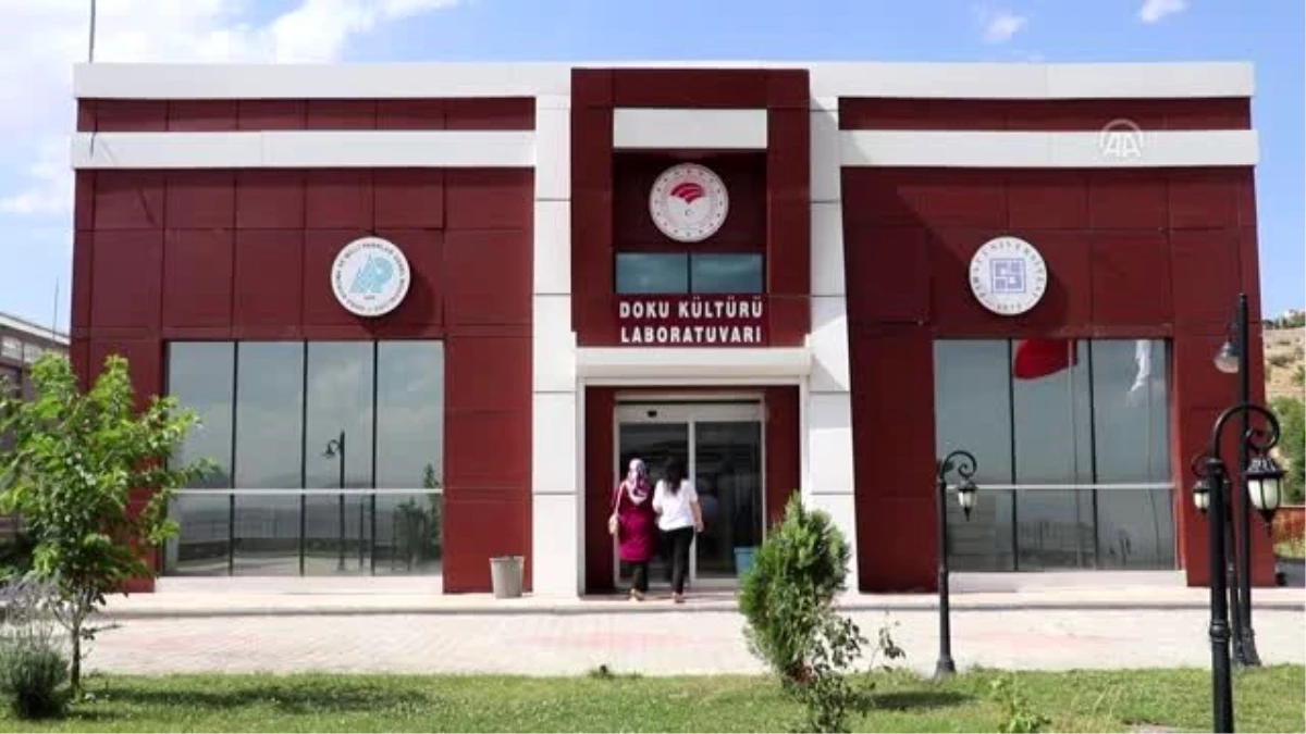 Nesli tükenmekte olan bitkiler laboratuvarda yetiştiriliyor