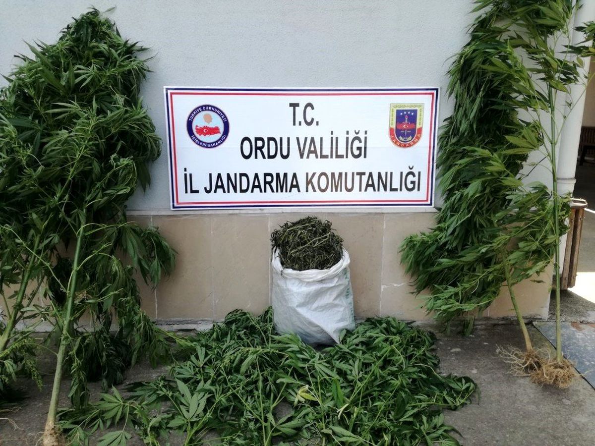 Ordu\'da izinsiz kenevire suçüstü