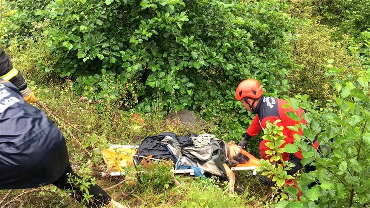 Ordu\'da uçuruma düşen köpeği itfaiye ekipleri kurtardı