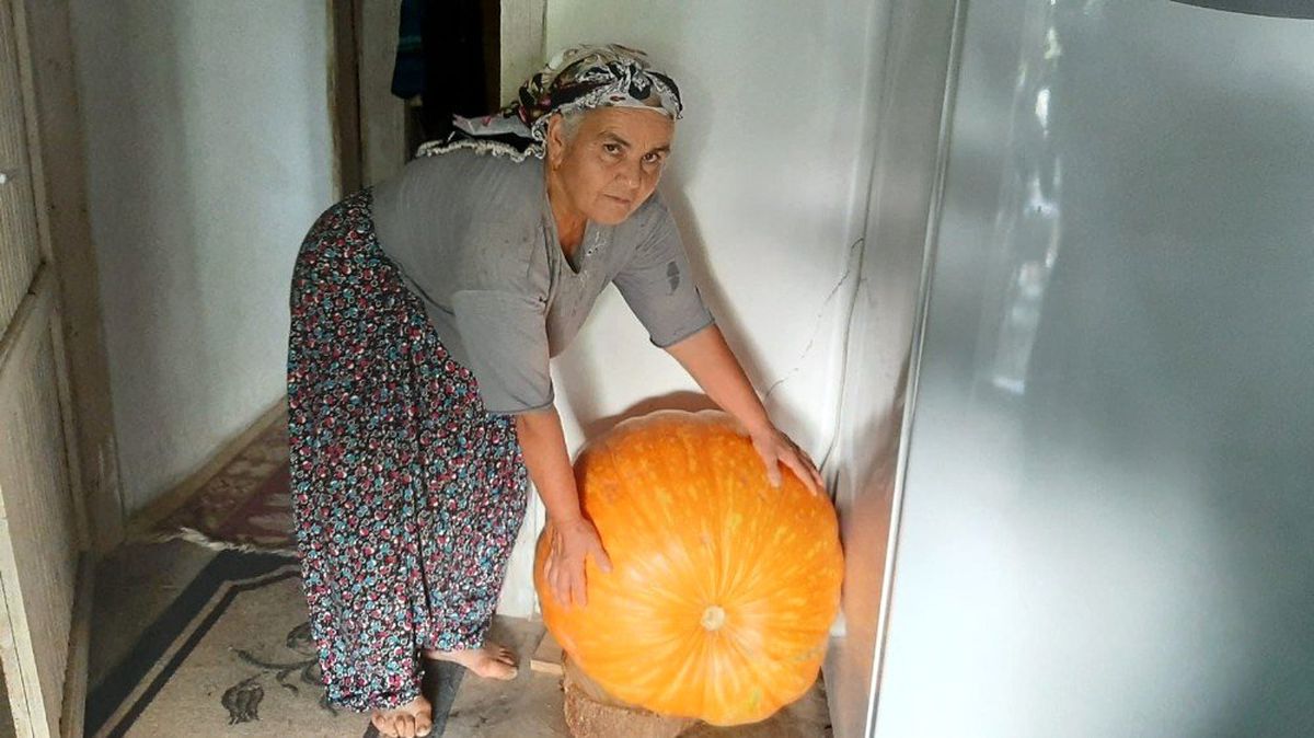 Osmaniyeli çift 70 kiloluk bal kabağı yetiştirdi