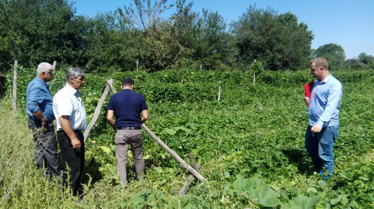 Pazaryeri\'ndeki tarım arazilerinde hasar tespit çalışmaları başladı