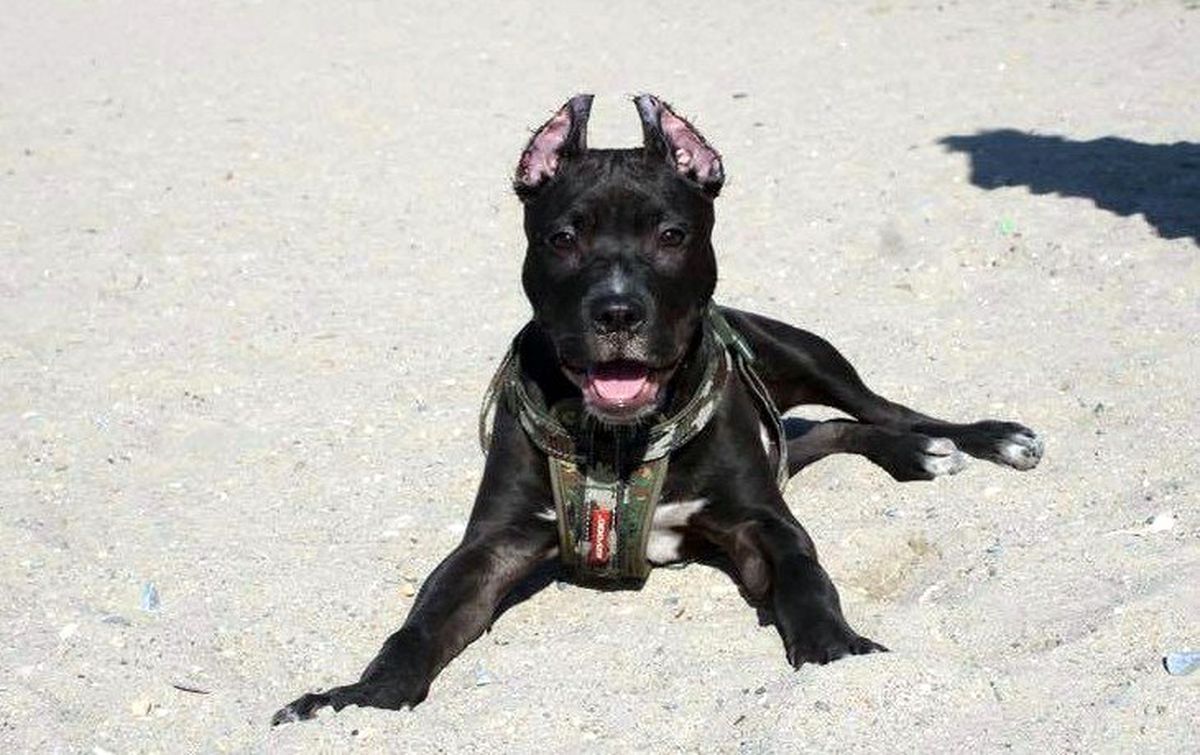 Pitbull besleyene 7 bin 802 lira ceza