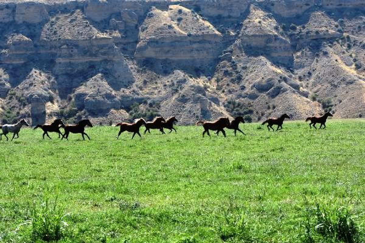 Şampiyon atlar Sultansuyu\'ndan çıkıyor