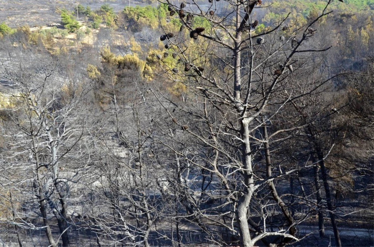 Urla\'daki yangının ardından Başkan Oğuz: "Yeniden ağaçlandıracağız"