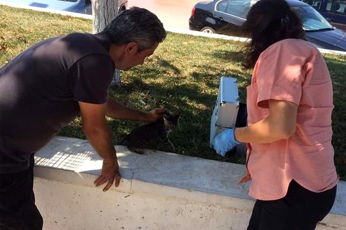 Yaralı kedi hayata döndürüldü