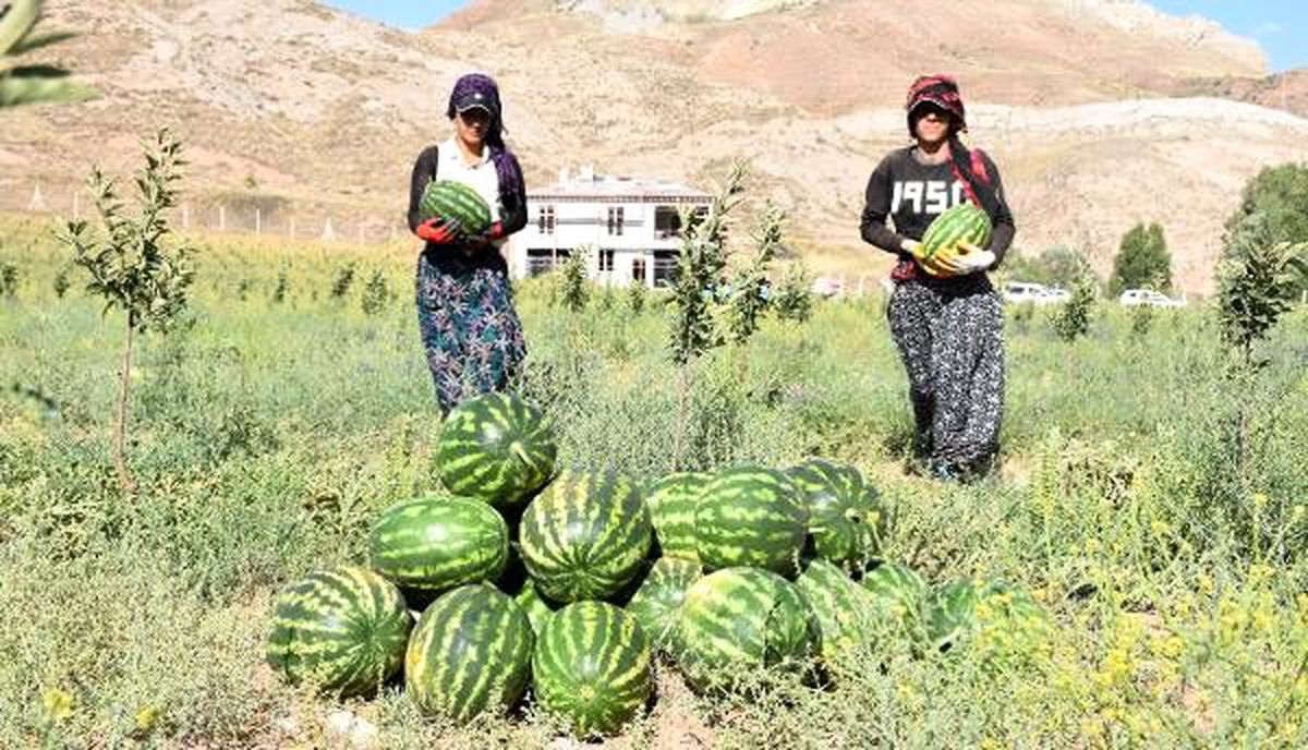 \'Yetişmez\' denilen Sivas\'ta, 150 ton karpuz hasadı