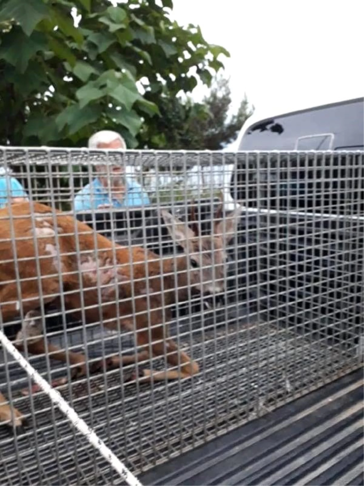 Yırtıcı hayvandan kaçan geyik yaylacılara sığındı