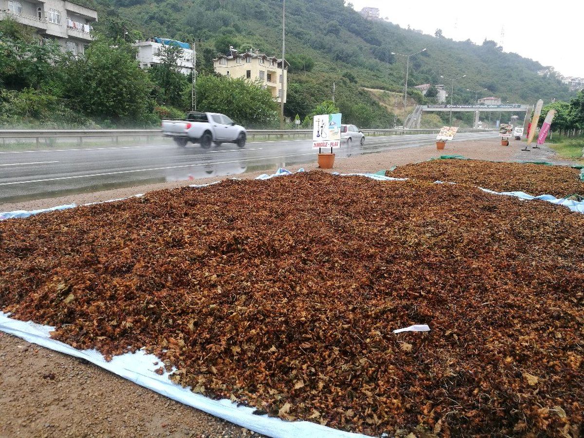 Yol kenarları fındık harmanı oldu
