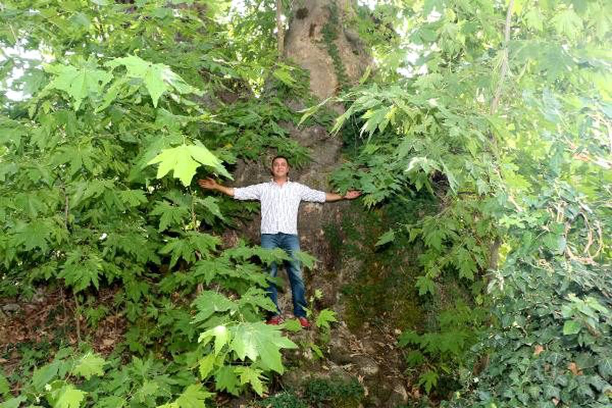 Zamana meydan okuyan dev çınar ilgi odağı