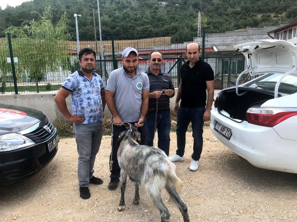 Arefe günü sahibininden kaçan kurbanlık teke bulunarak sahibine teslim edildi