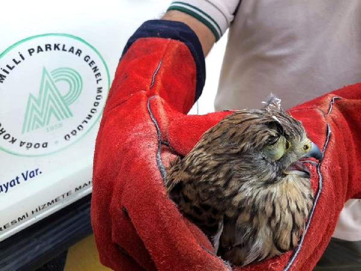 Av için dikilen kerkenezin göz kapakları, operasyonla açıldı