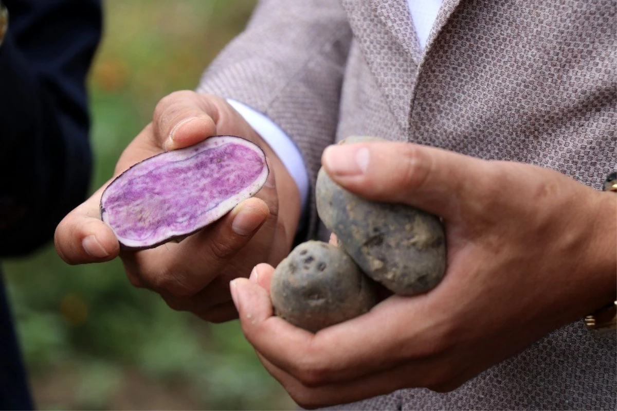 Bolu\'da obezite, kanser düşmanı mor patates ilk kez topraktan çıkarıldı